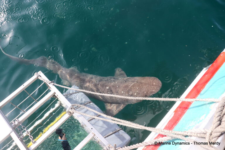 Shark cage diving, South Africa, Gansbaai