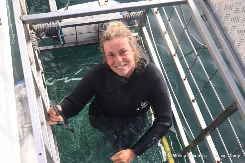 Shark cage diving, South Africa, Gansbaai
