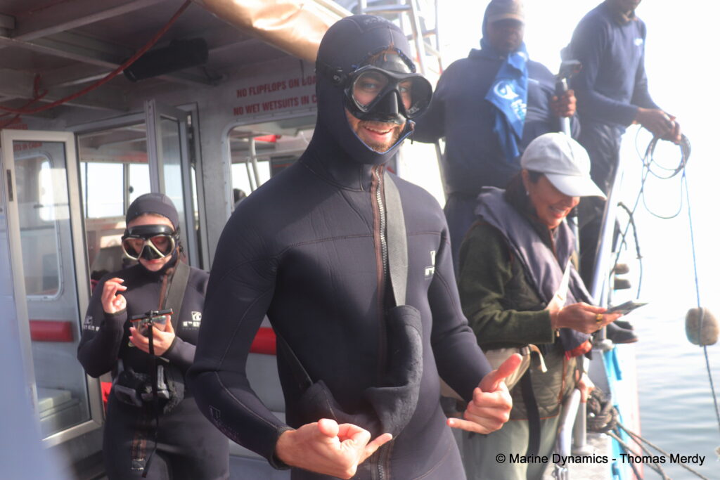 Shark cage diving, South Africa, Gansbaai