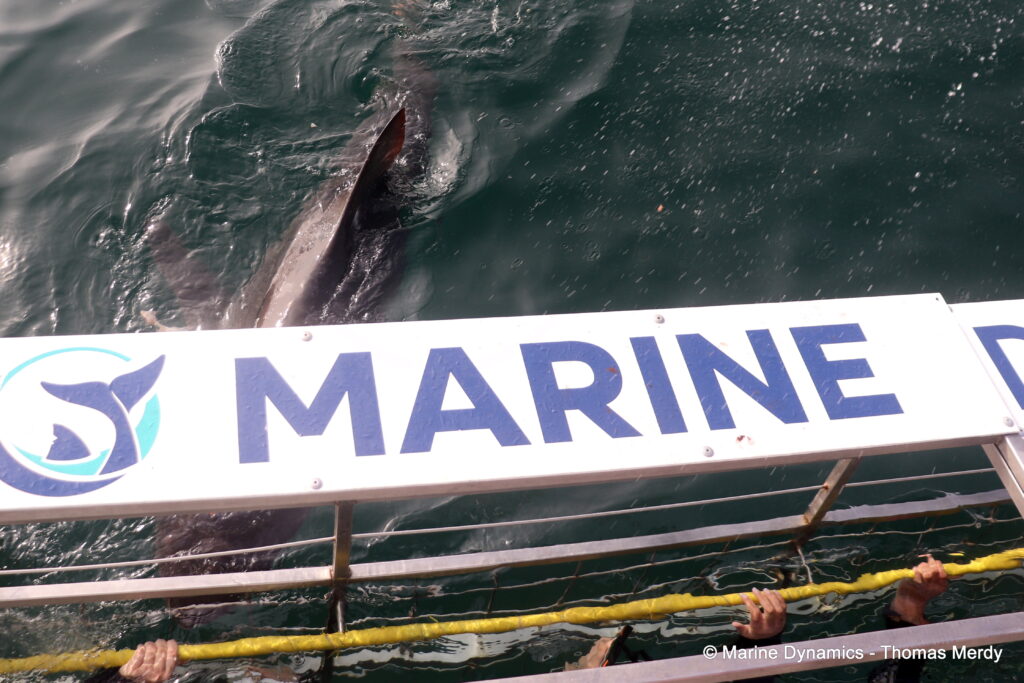 Shark cage diving, South Africa, Gansbaai