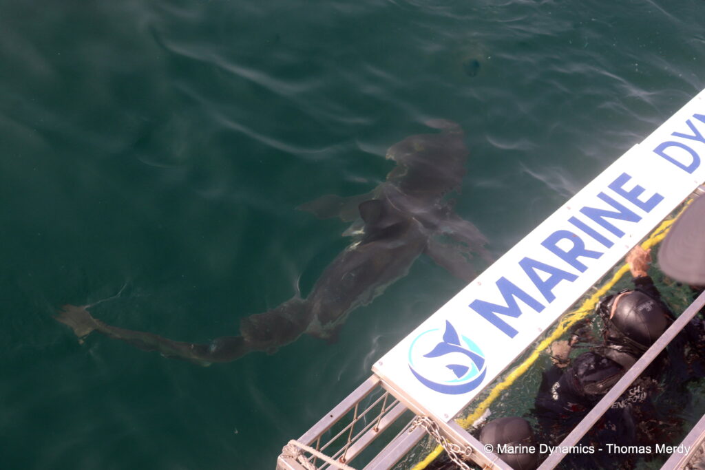 Shark cage diving, South Africa, Gansbaai