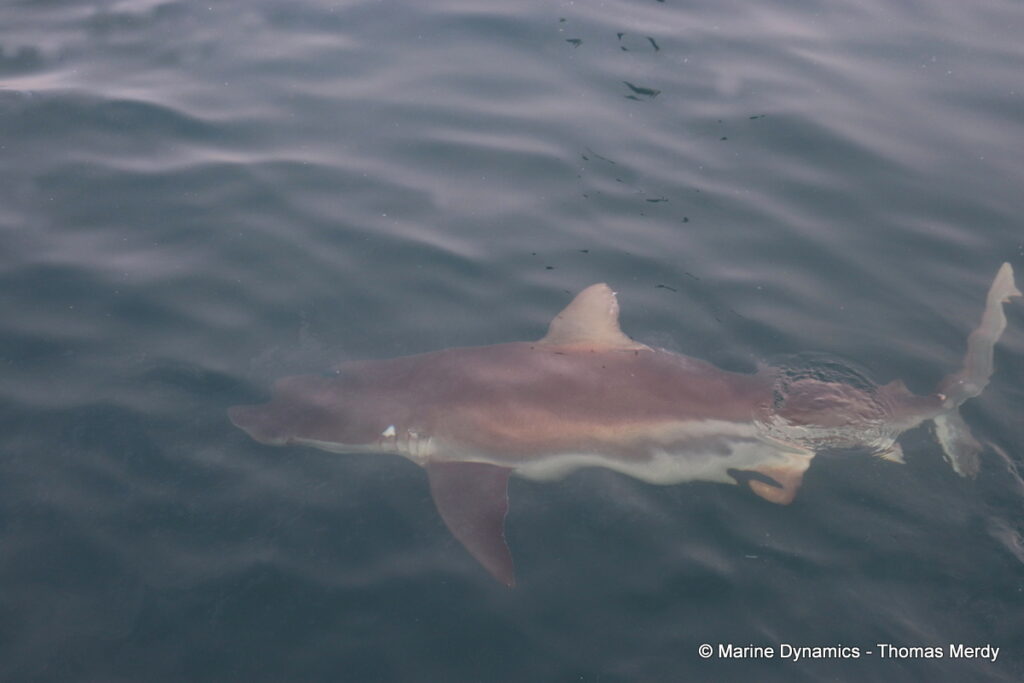 Shark cage diving, South Africa, Gansbaai