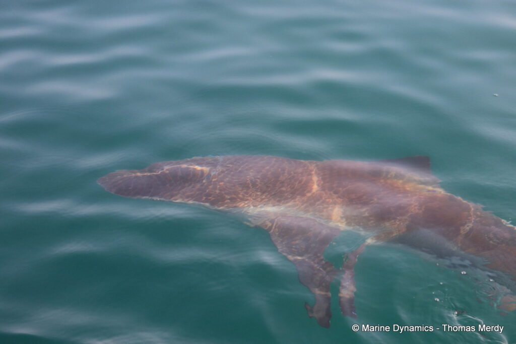 Shark cage diving, South Africa, Gansbaai