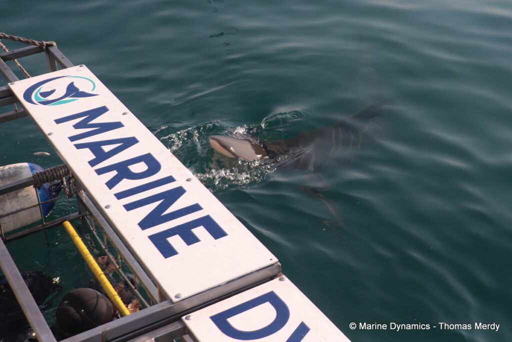 Shark cage diving, South Africa, Gansbaai