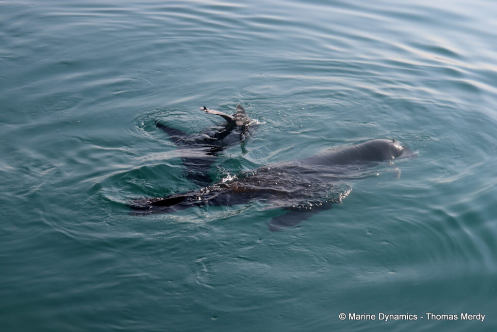 Shark cage diving, South Africa, Gansbaai