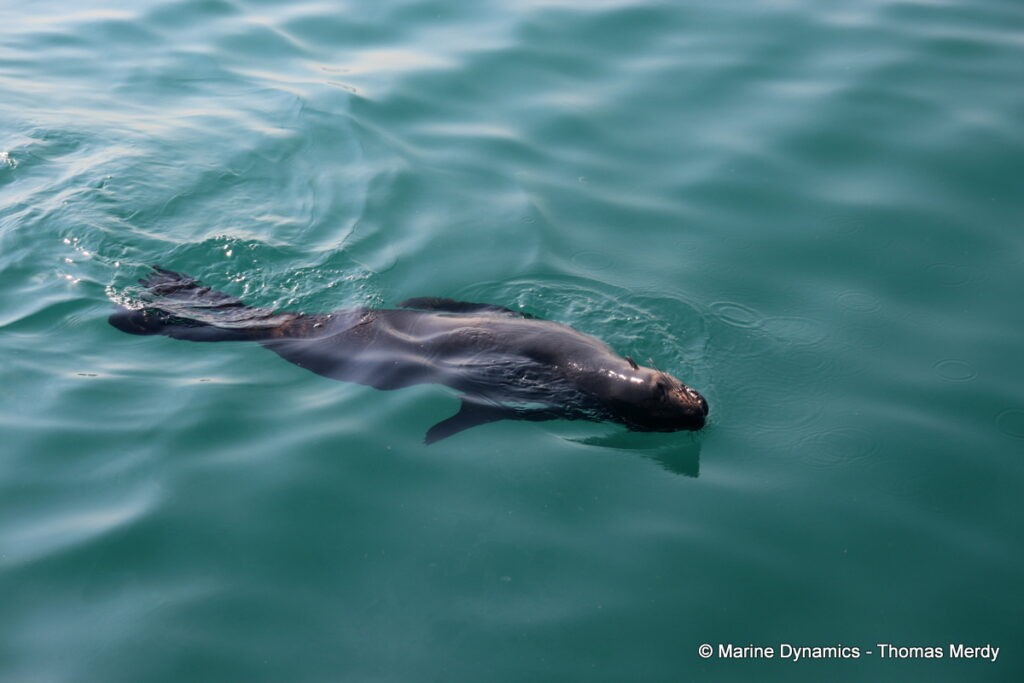 Shark cage diving, South Africa, Gansbaai