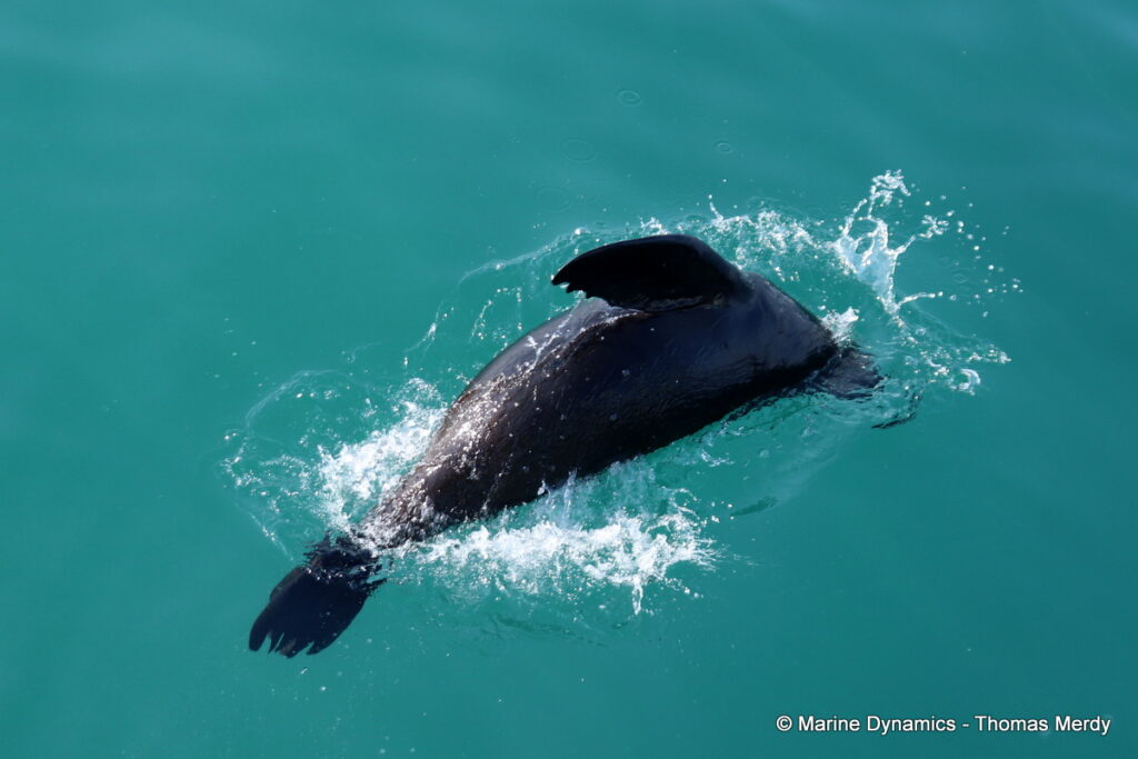 Shark cage diving, South Africa, Gansbaai