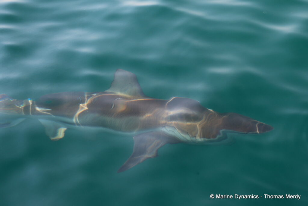 Shark cage diving, South Africa, Gansbaai