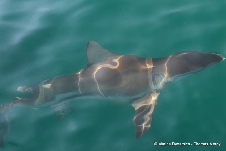Shark cage diving, South Africa, Gansbaai