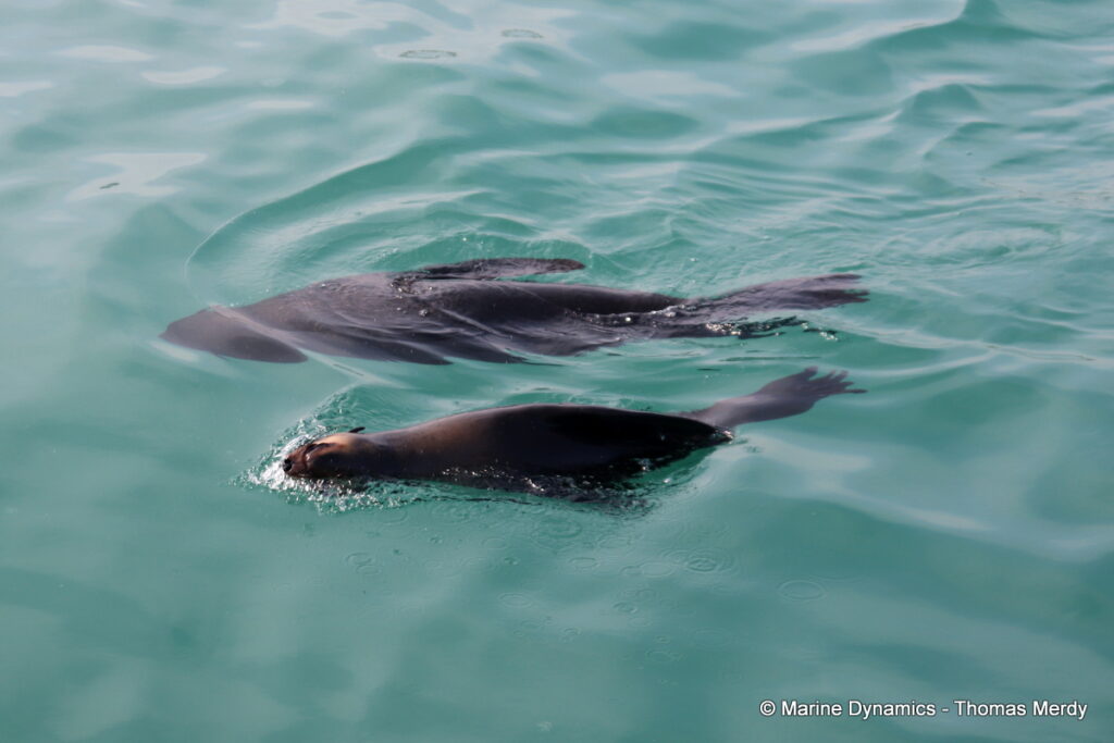 Shark cage diving, South Africa, Gansbaai