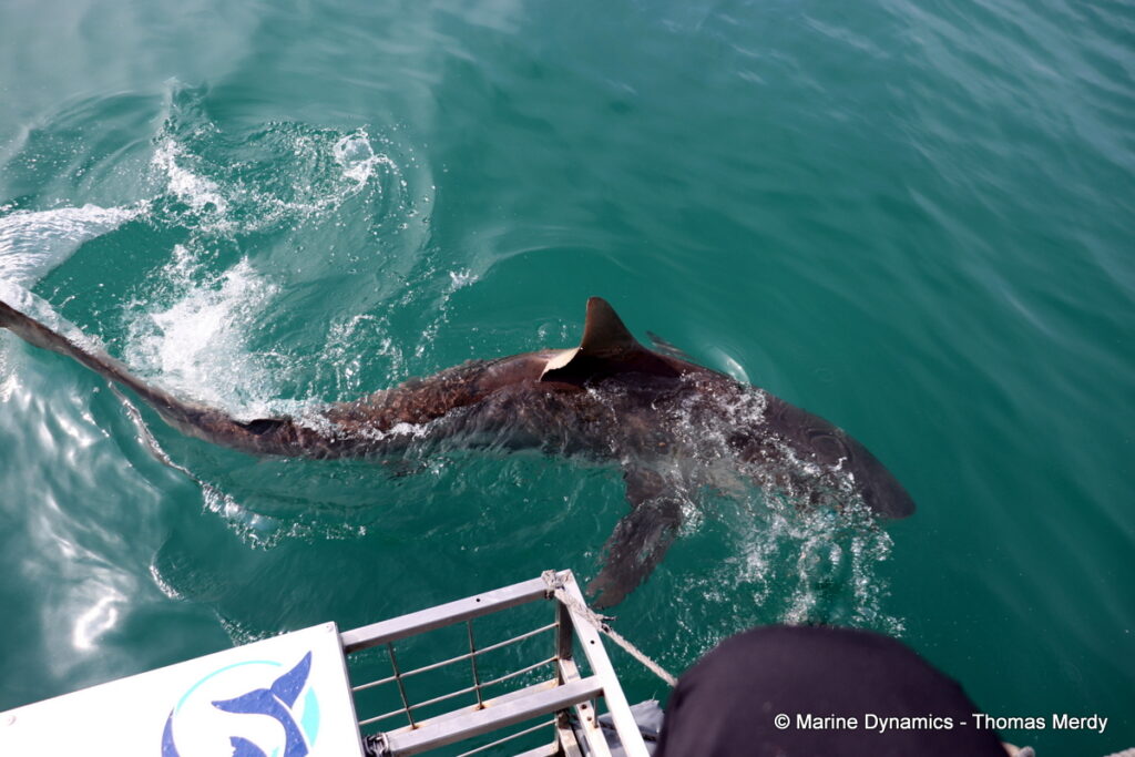 Shark cage diving, South Africa, Gansbaai