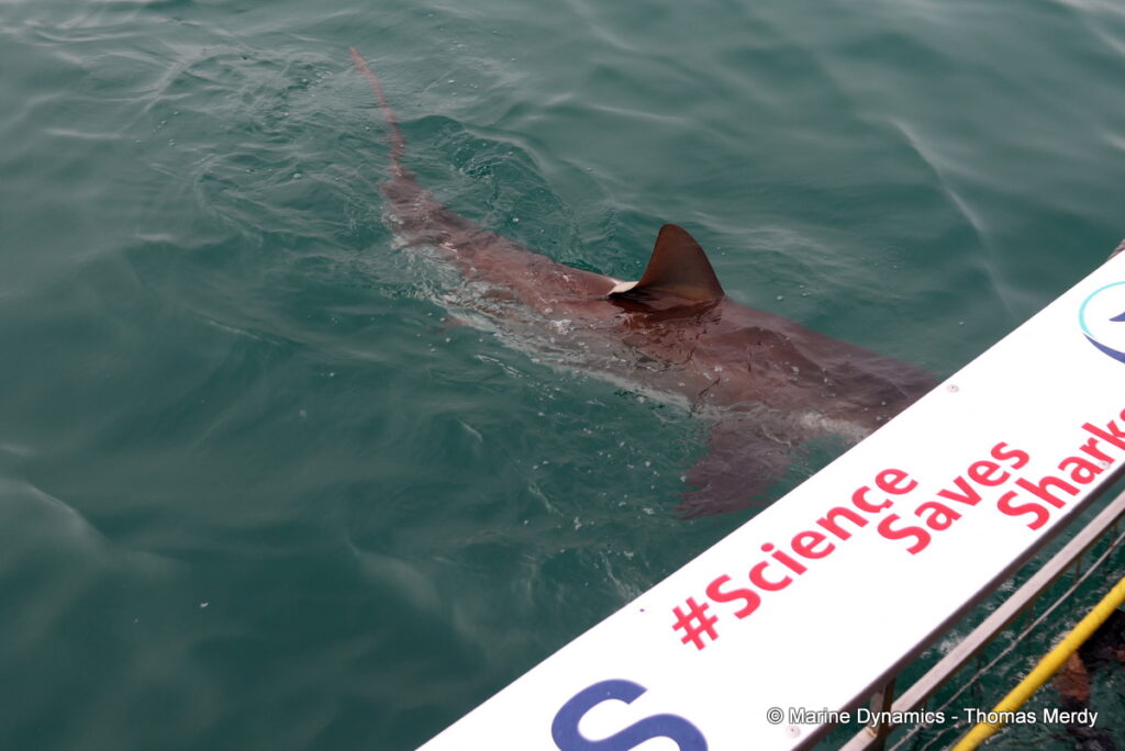 Shark cage diving, South Africa, Gansbaai