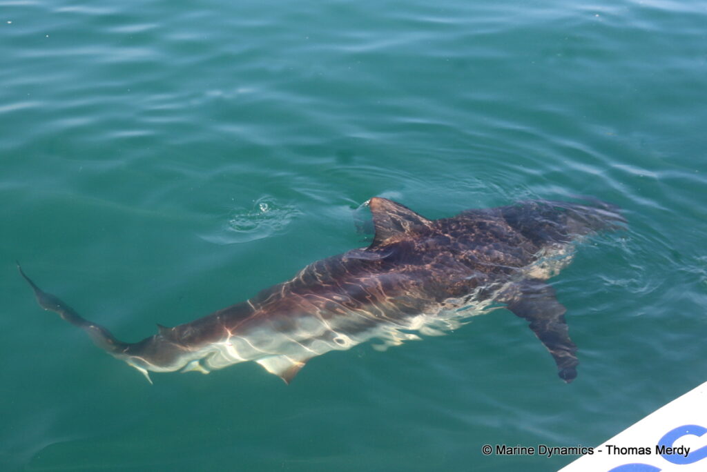 Shark cage diving, Gansbaai, South Africa
