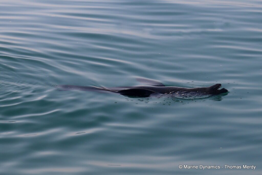 Shark cage diving, Gansbaai, South Africa