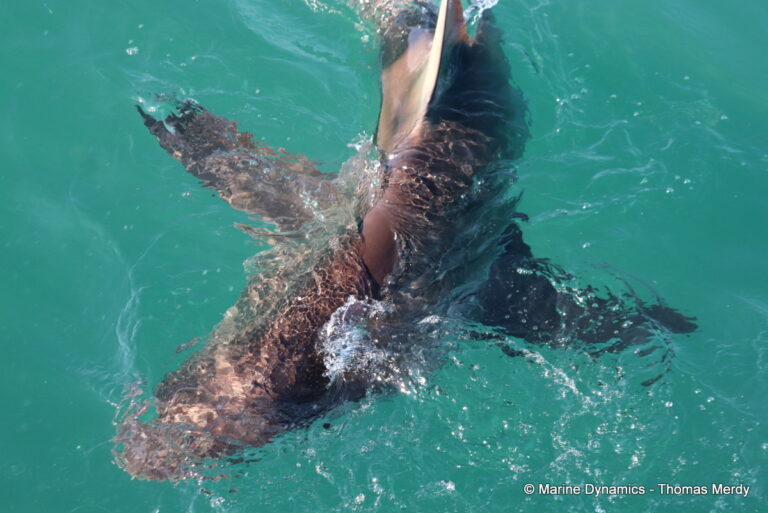 Shark cage diving, Gansbaai, South Africa