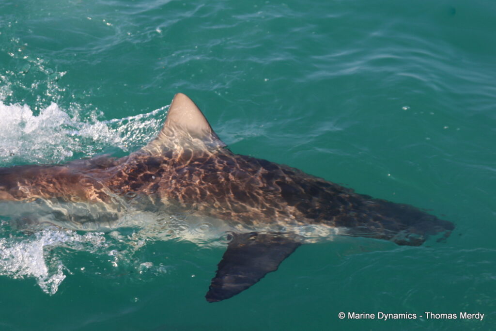 Shark cage diving, Gansbaai, South Africa