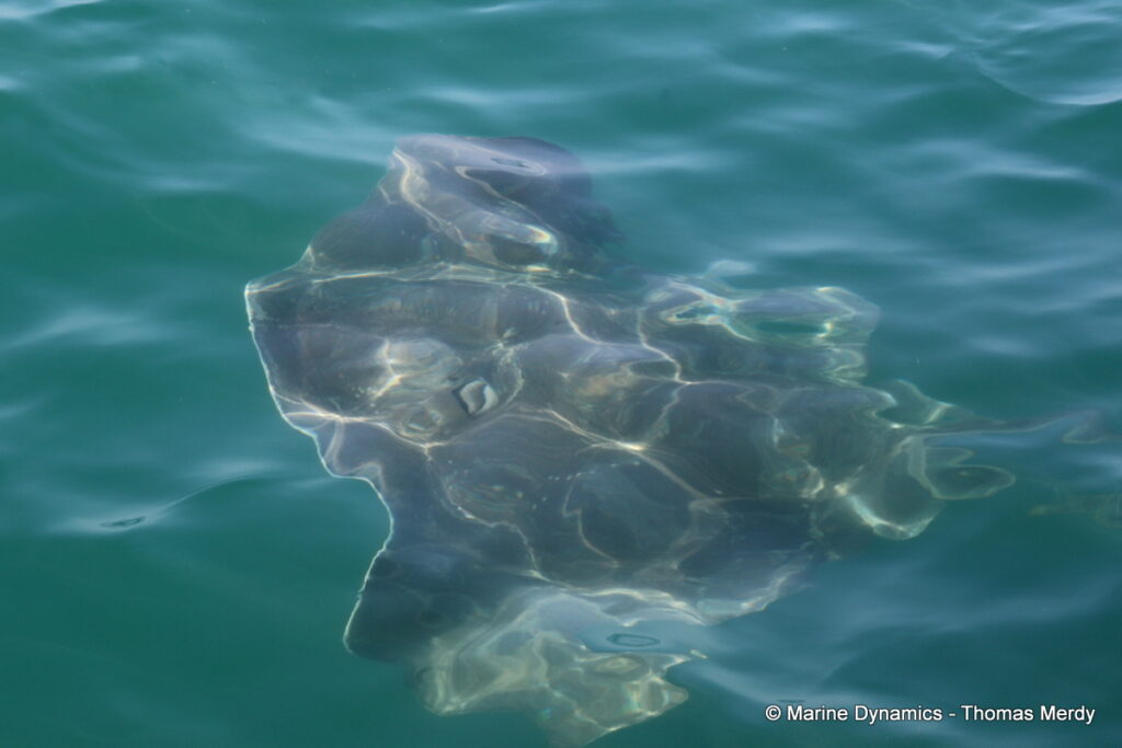 Shark cage diving, Gansbaai, South Africa