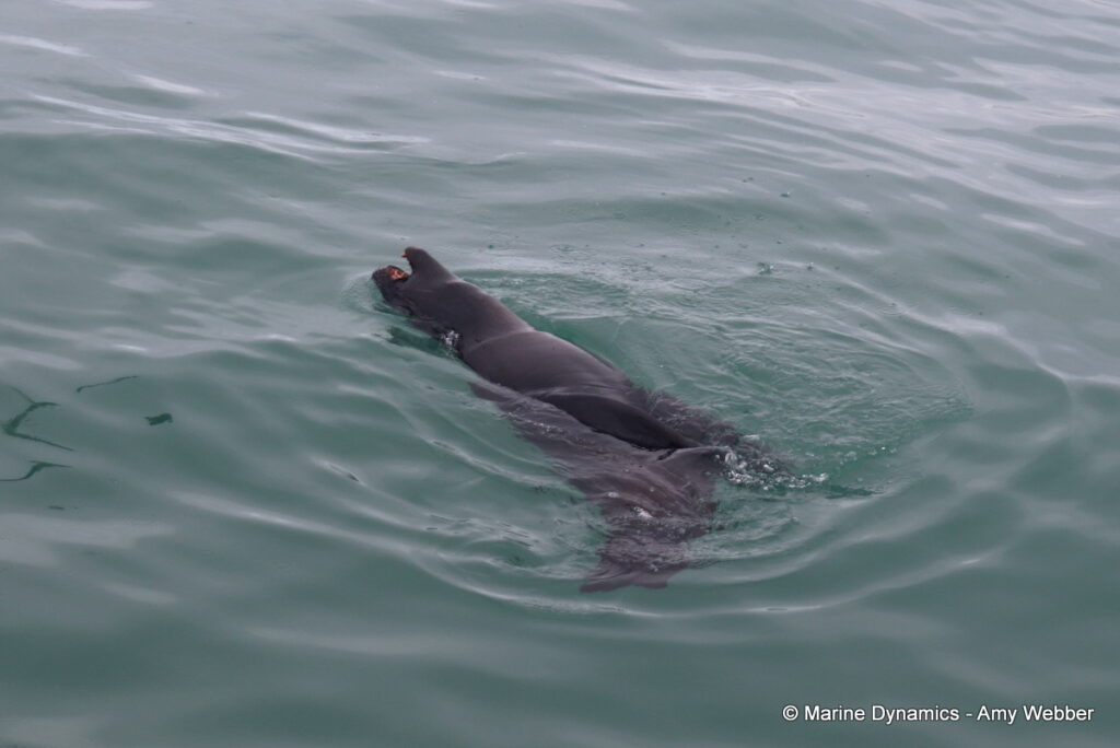 Shark cage diving, Gansbaai, South Africa