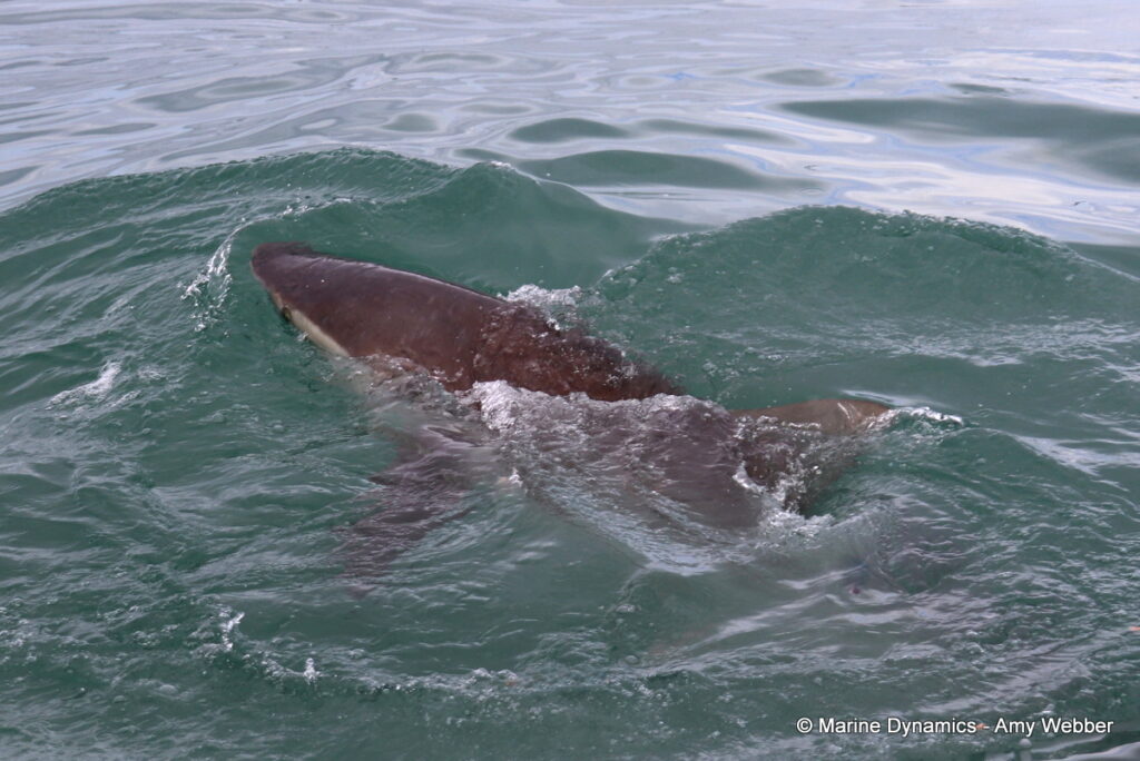 Shark cage diving, Gansbaai, South Africa