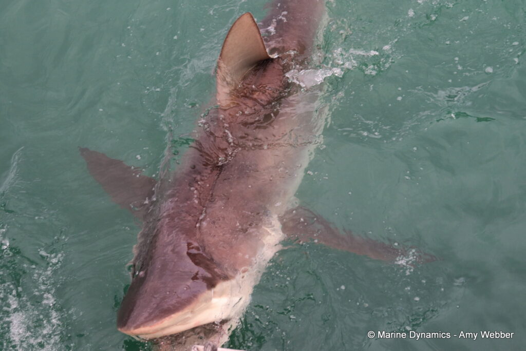 Shark cage diving, Gansbaai, South Africa