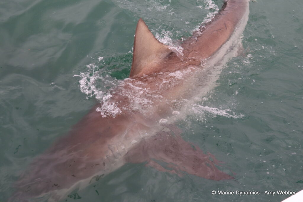 Shark cage diving, Gansbaai, South Africa