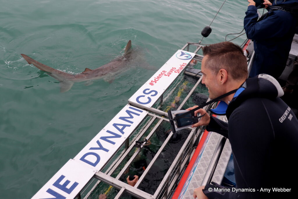 Shark cage diving, Gansbaai, South Africa