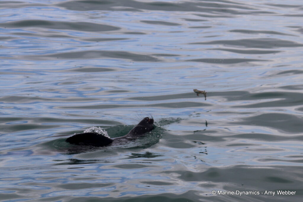 Shark cage diving, Gansbaai, South Africa