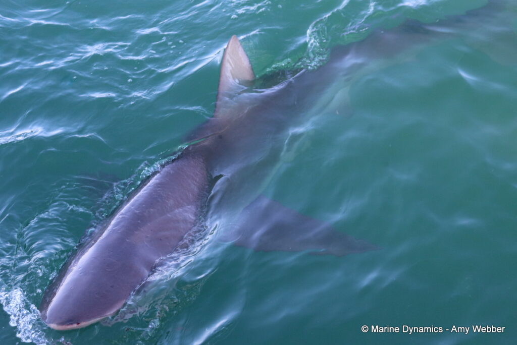 Shark cage diving, Gansbaai, South Africa