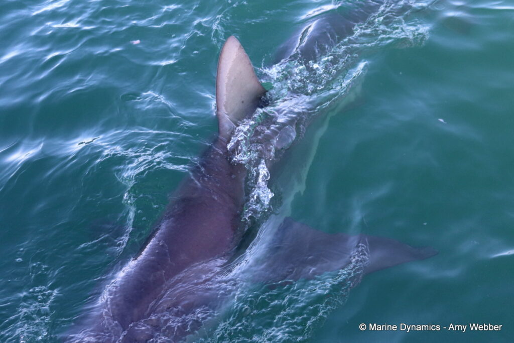 Shark cage diving, Gansbaai, South Africa