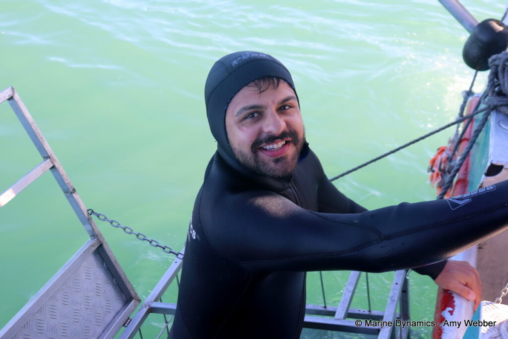 Shark cage diving, Gansbaai, South Africa