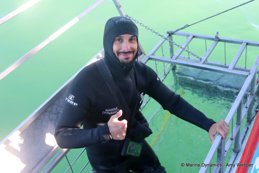 Shark cage diving, Gansbaai, South Africa