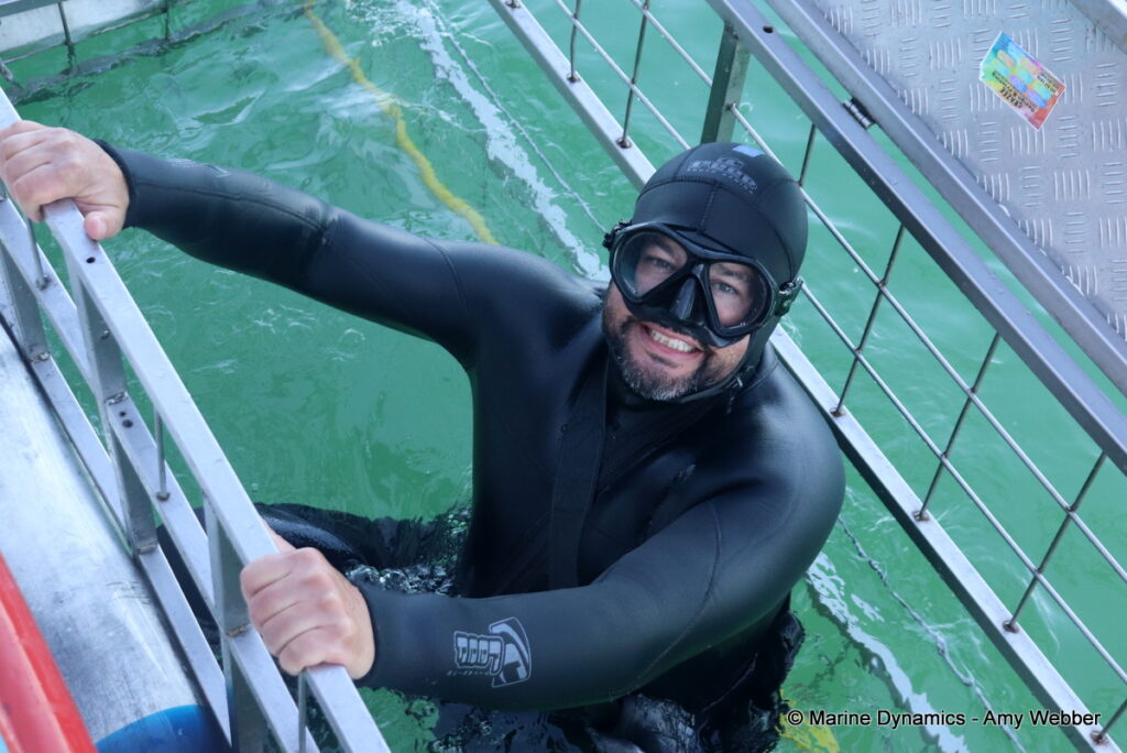 Shark cage diving, Gansbaai, South Africa