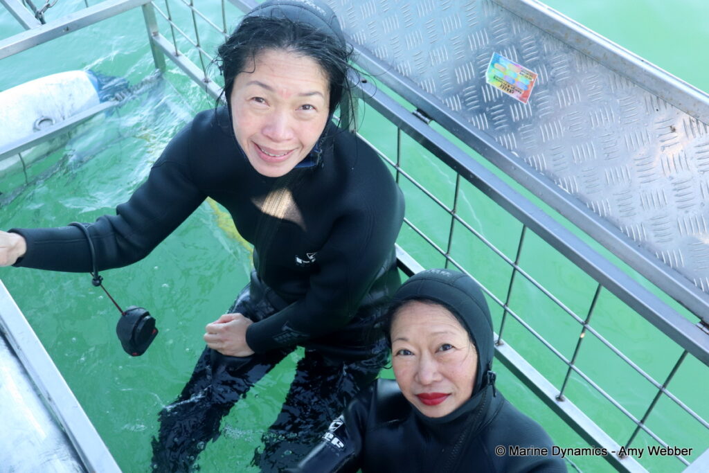 Shark cage diving, Gansbaai, South Africa
