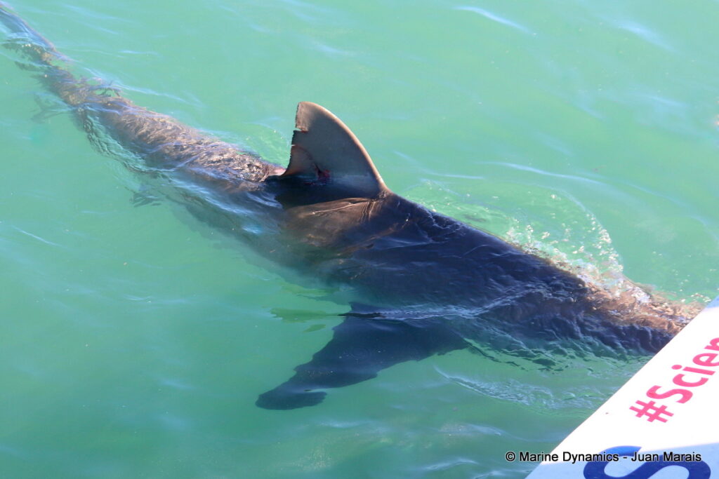Shark cage diving, Gansbaai, South Africa