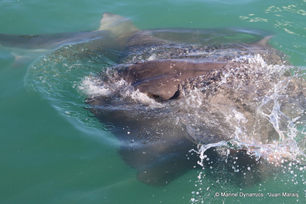 Shark cage diving, Gansbaai, South Africa
