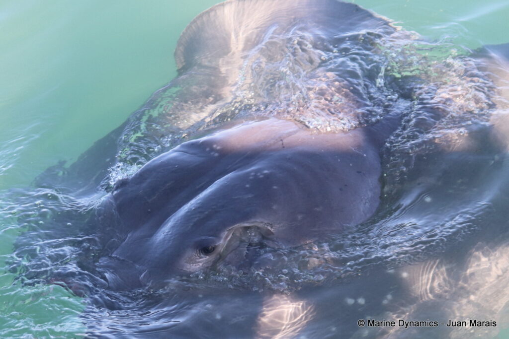 Shark cage diving, Gansbaai, South Africa