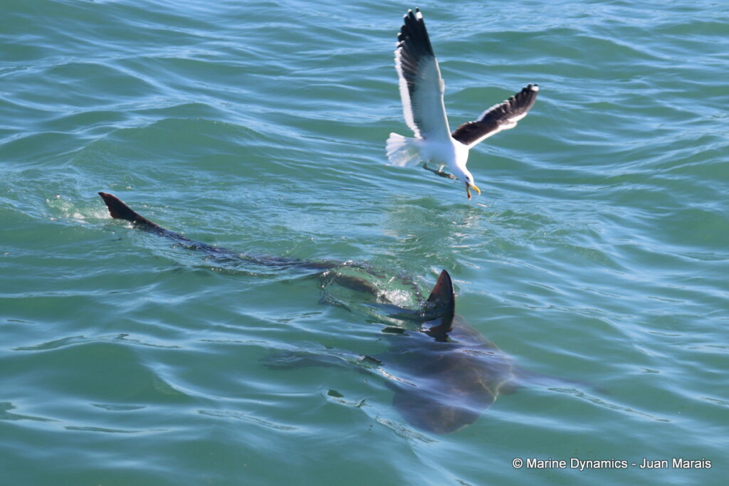 Shark cage diving, Gansbaai, South Africa