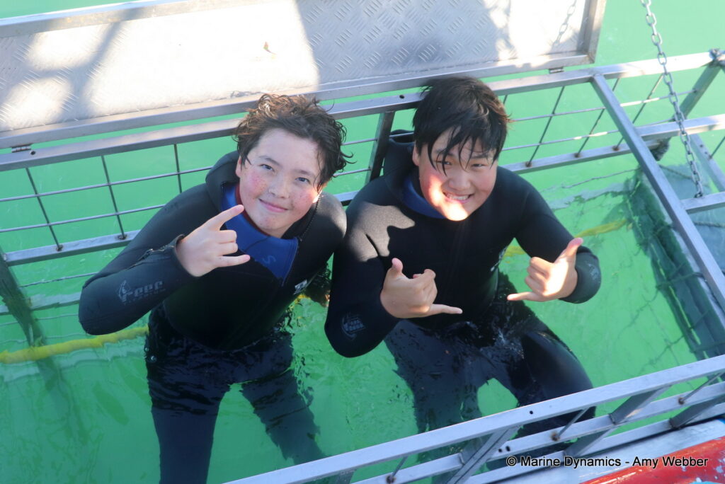 Shark cage diving, Gansbaai, South Africa