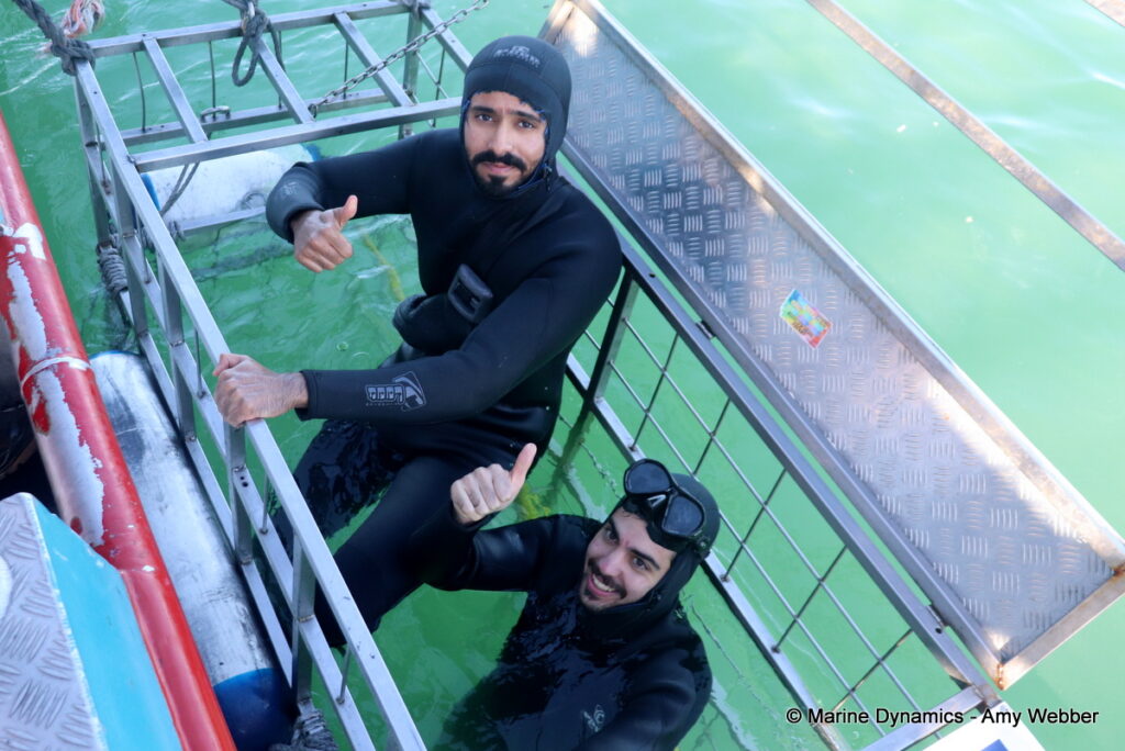 Shark cage diving, Gansbaai, South Africa