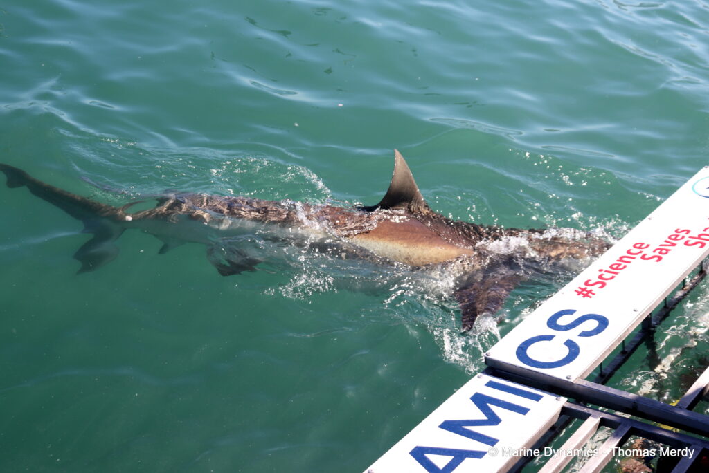 Shark cage diving, South Africa, Ganbsaai