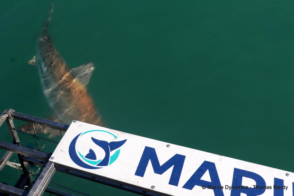 Shark cage diving, South Africa, Gansbaai