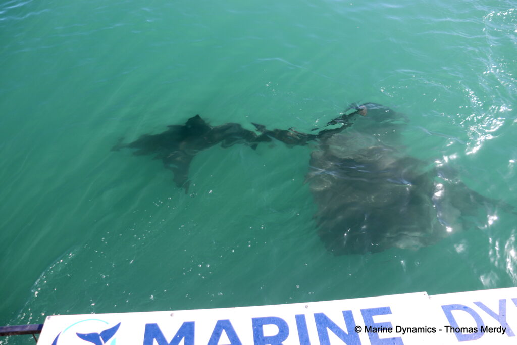 Shark cage diving, South Africa, Gansbaai