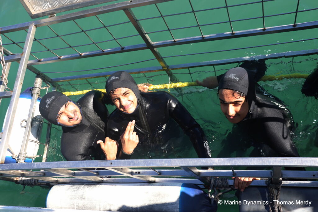 Shark cage diving, South Africa, Gansbaai
