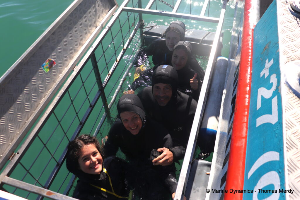 Shark cage diving, South Africa, Gansbaai
