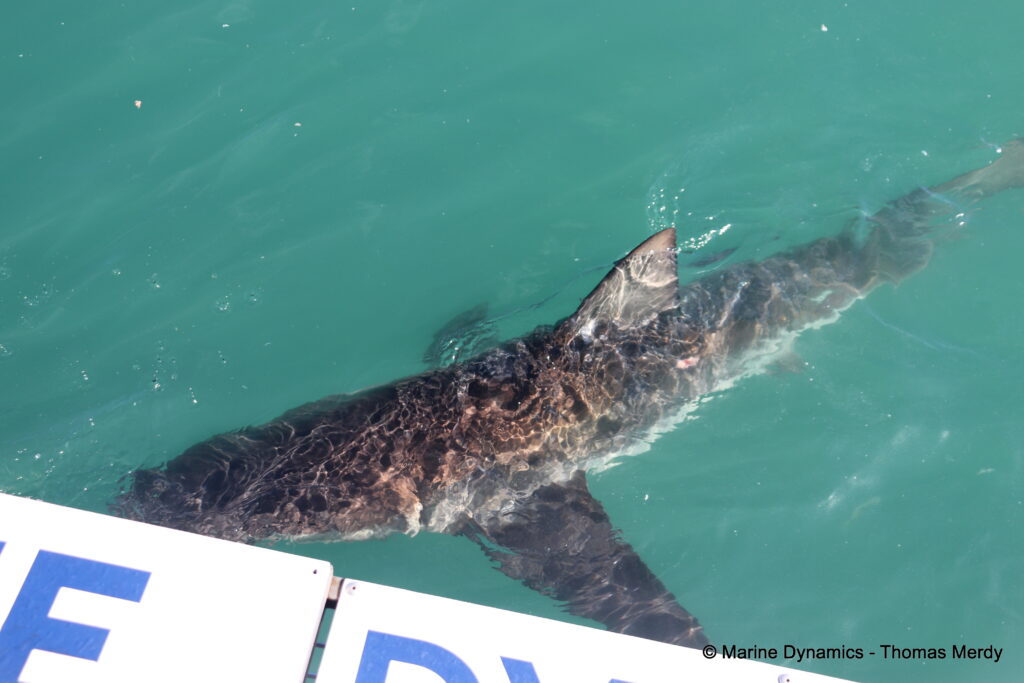 Shark cage diving, South Africa, Gansbaai