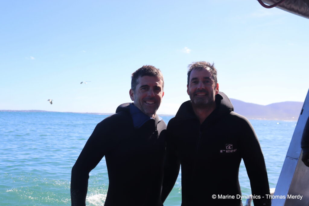 Shark cage diving, South Africa, Gansbaai