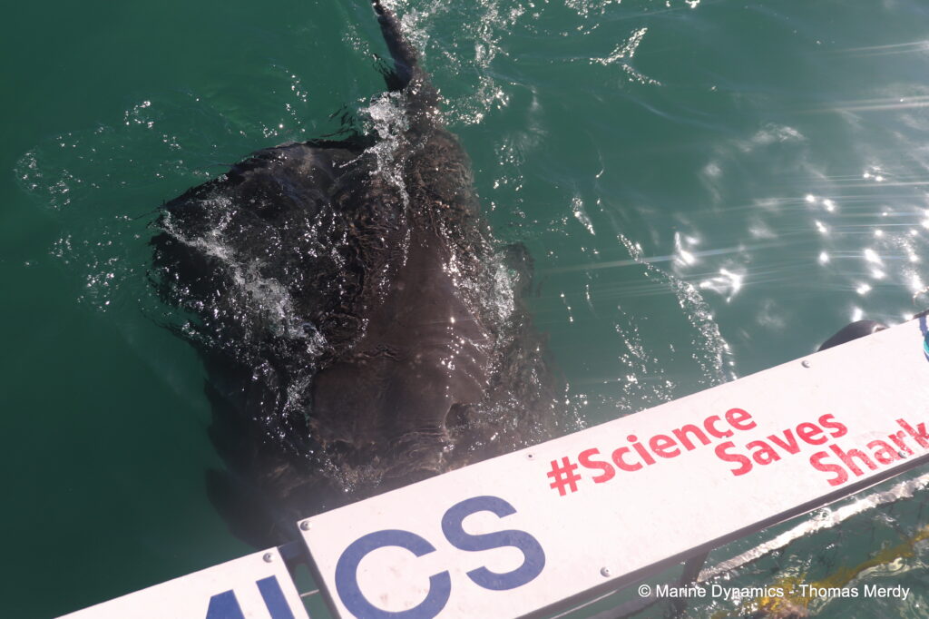 Shark cage diving, South Africa, Gansbaai