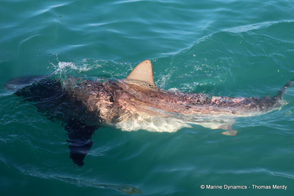 Shark cage diving, South Africa, Gansbaai