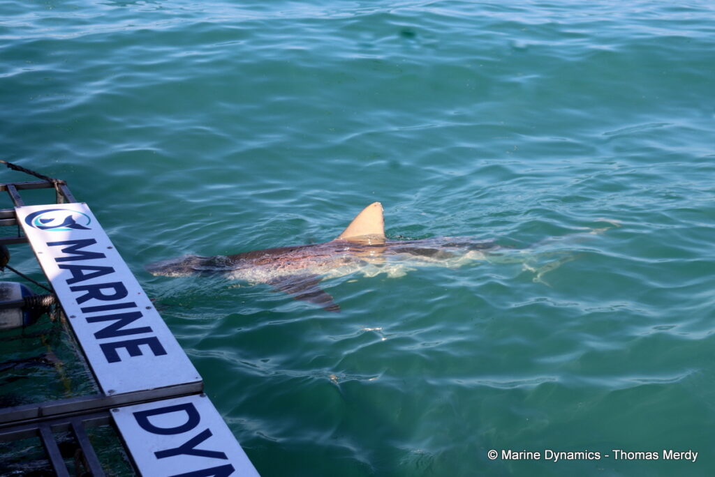 Shark cage diving, South Africa, Gansbaai