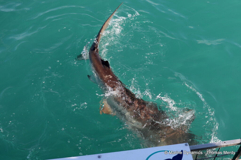 Shark cage diving, South Africa, Gansbaai